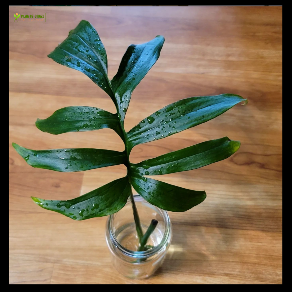 5 Ways You Can Care For Monstera Subpinnata [Updated 2023]