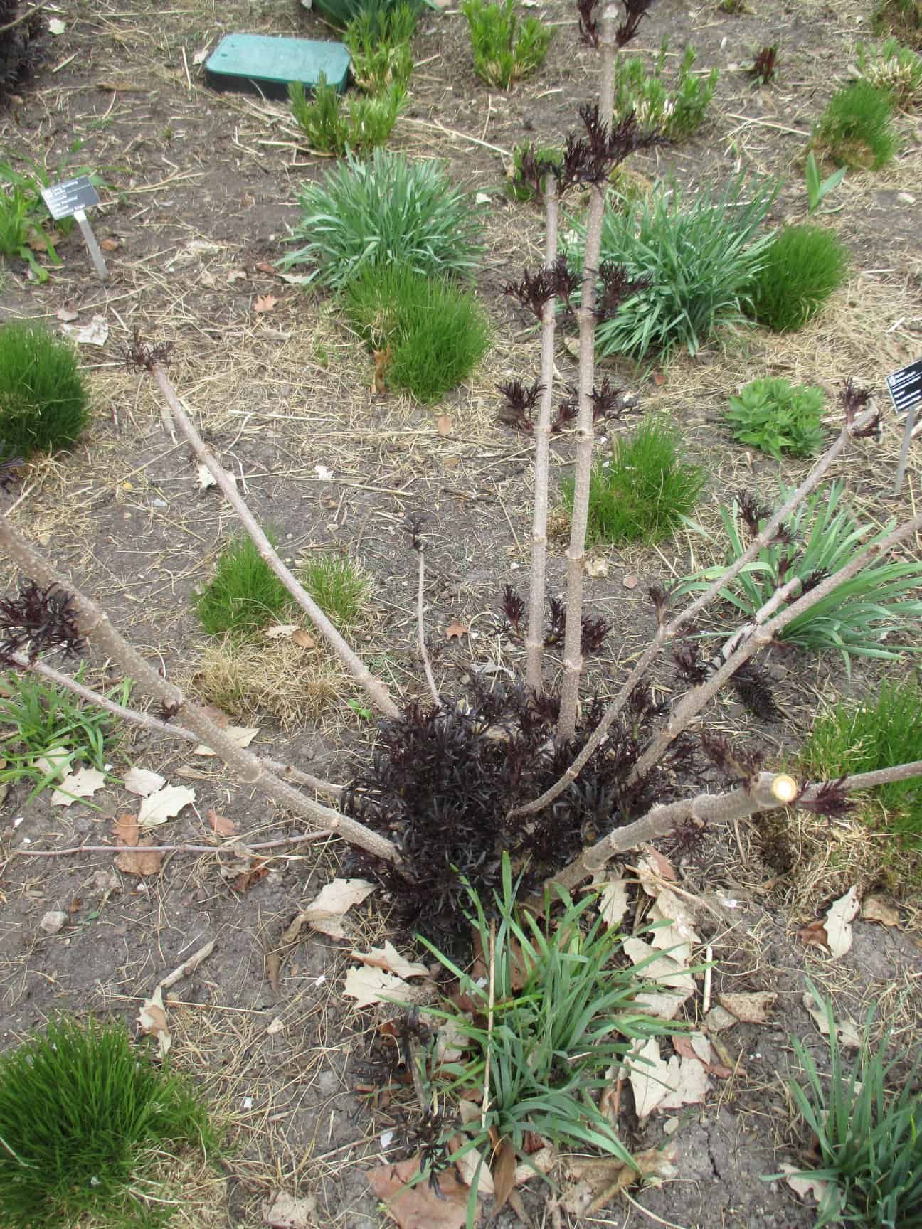 Image represents the process of pruning Elderberries