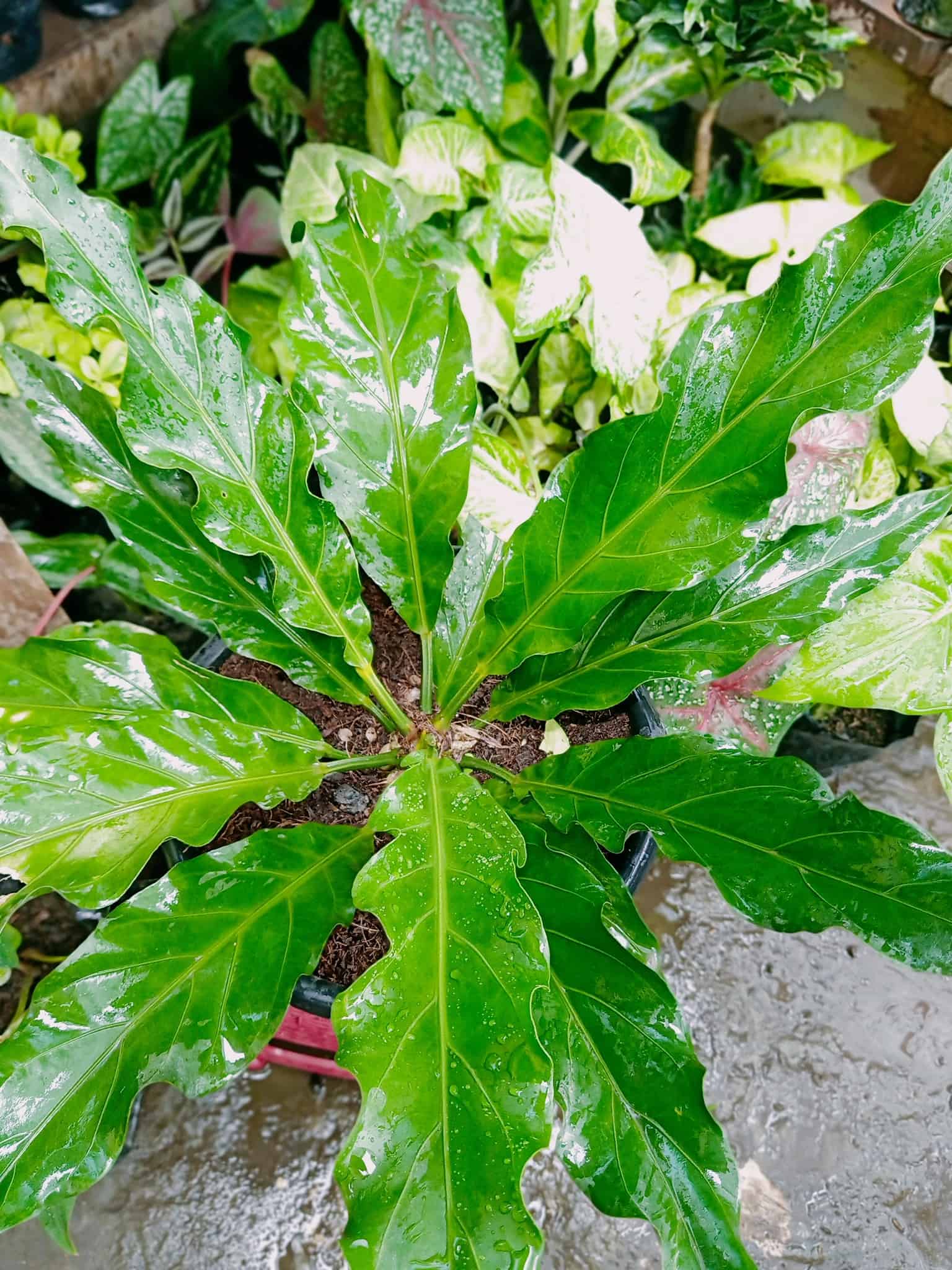 Image represents the large leaves of Anthurium Plowmanii