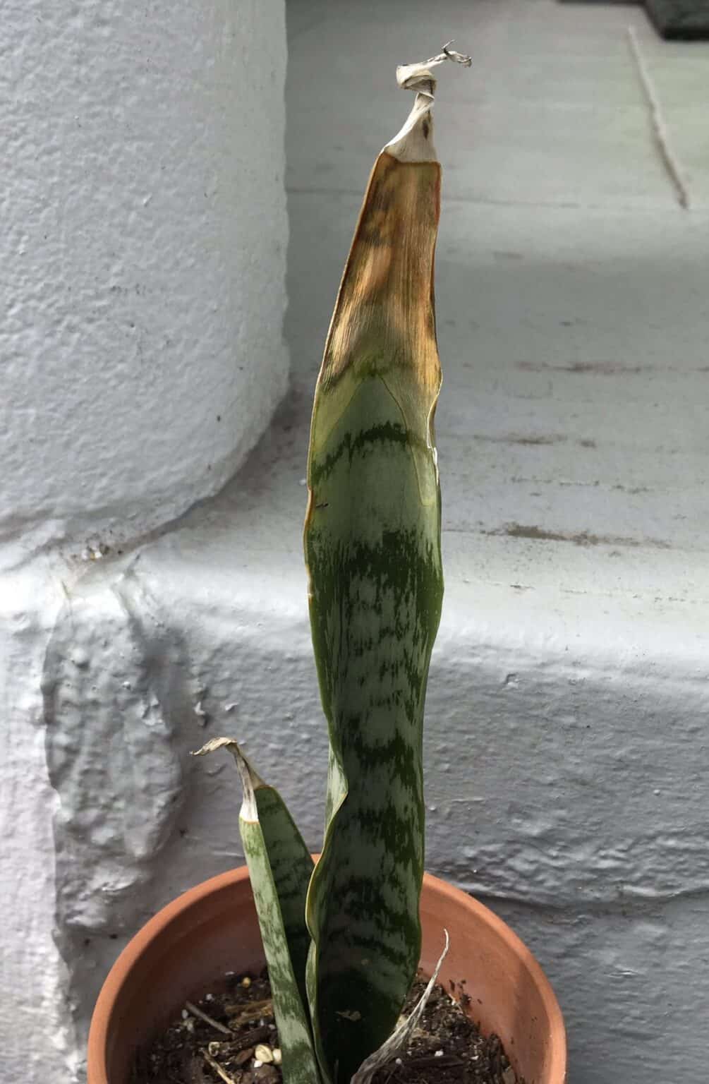 snake-plant-brown-tips-causes-and-fixes-plants-craze