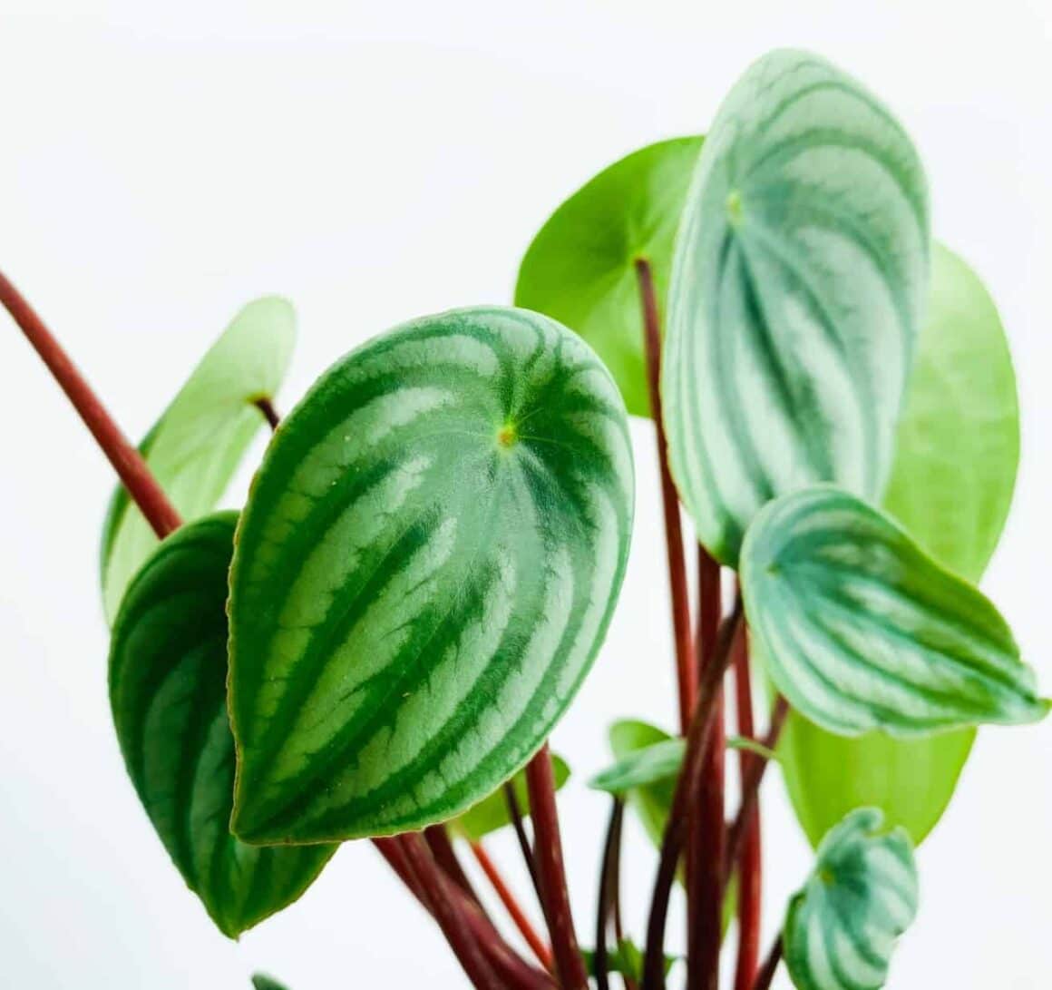 Best Soil for Watermelon Peperomia Plant Complete Guide Plants Craze