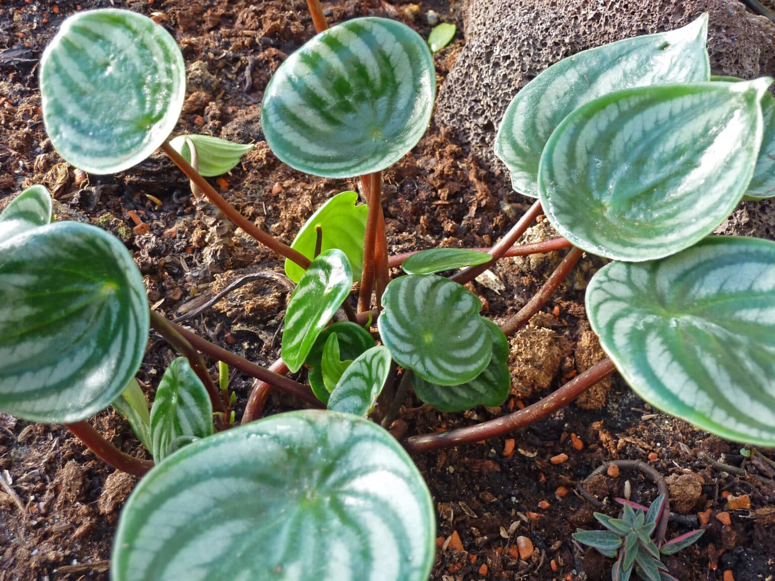 Caring For An Peperomia Argyreia