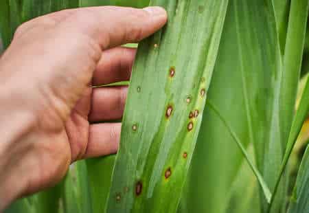 Bacterial blight disease on plant