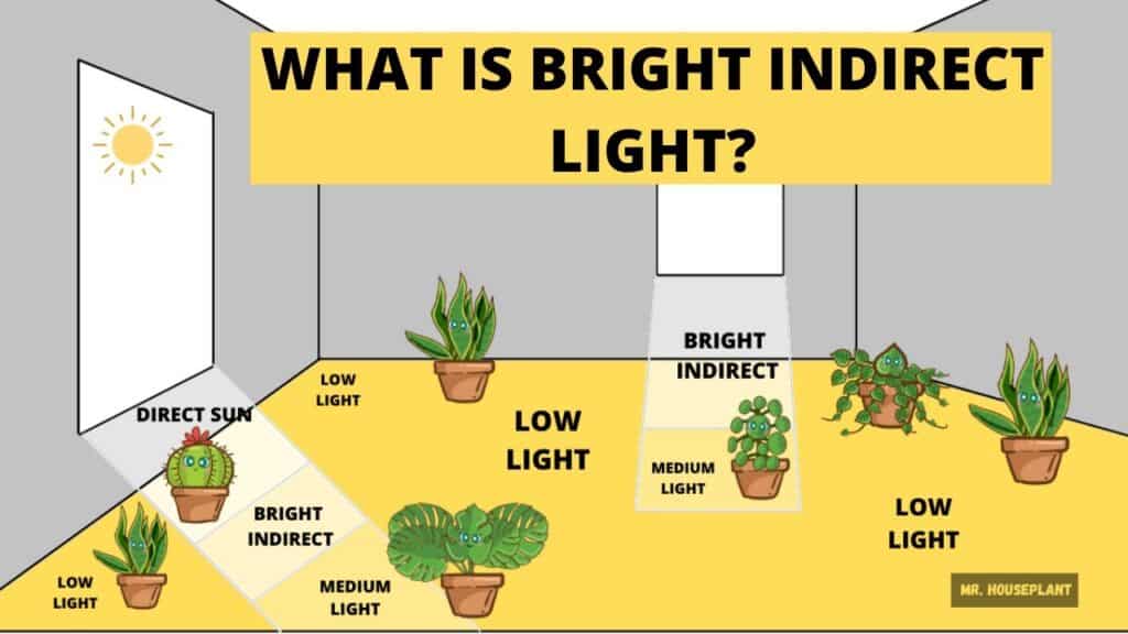 Bright, indirect sunlight