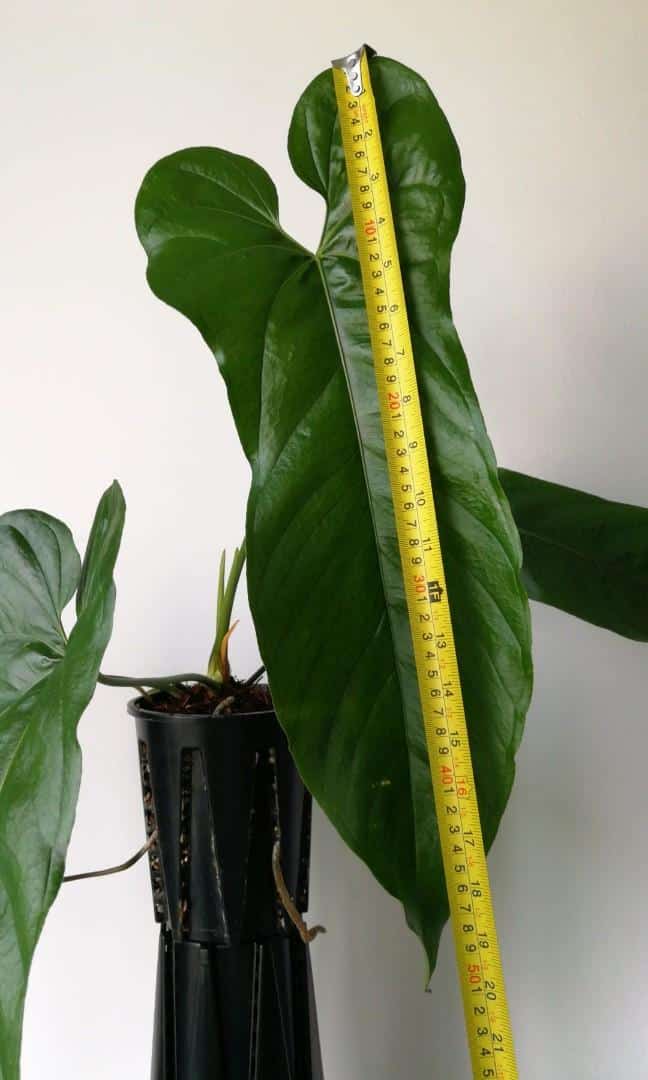 Anthurium Bullatus | Where to Buy? [7+ Great Care Ideas]