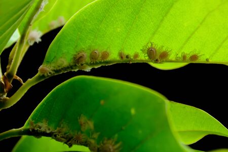 Mealybugs on leaves