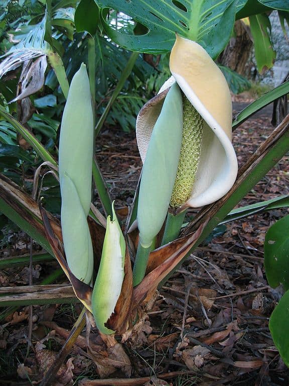 Monstera Deliciosa Fruit Benefits with Where to Buy - Plants Craze