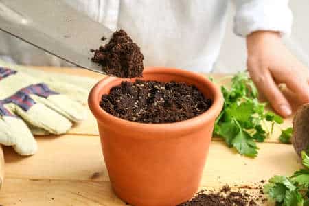 Potting mix in a pot