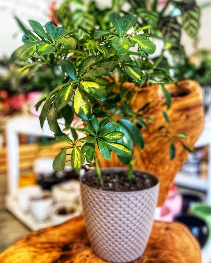 toxic schefflera plant on a pot