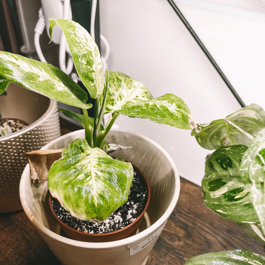 Dieffenbachia plant in pot