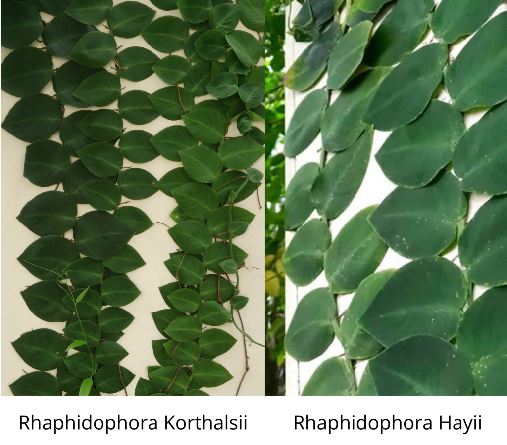 Rhaphidophora Korthalsii Vs. Rhaphidophora Hayi