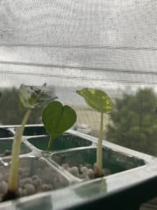 Alocasia Seedling