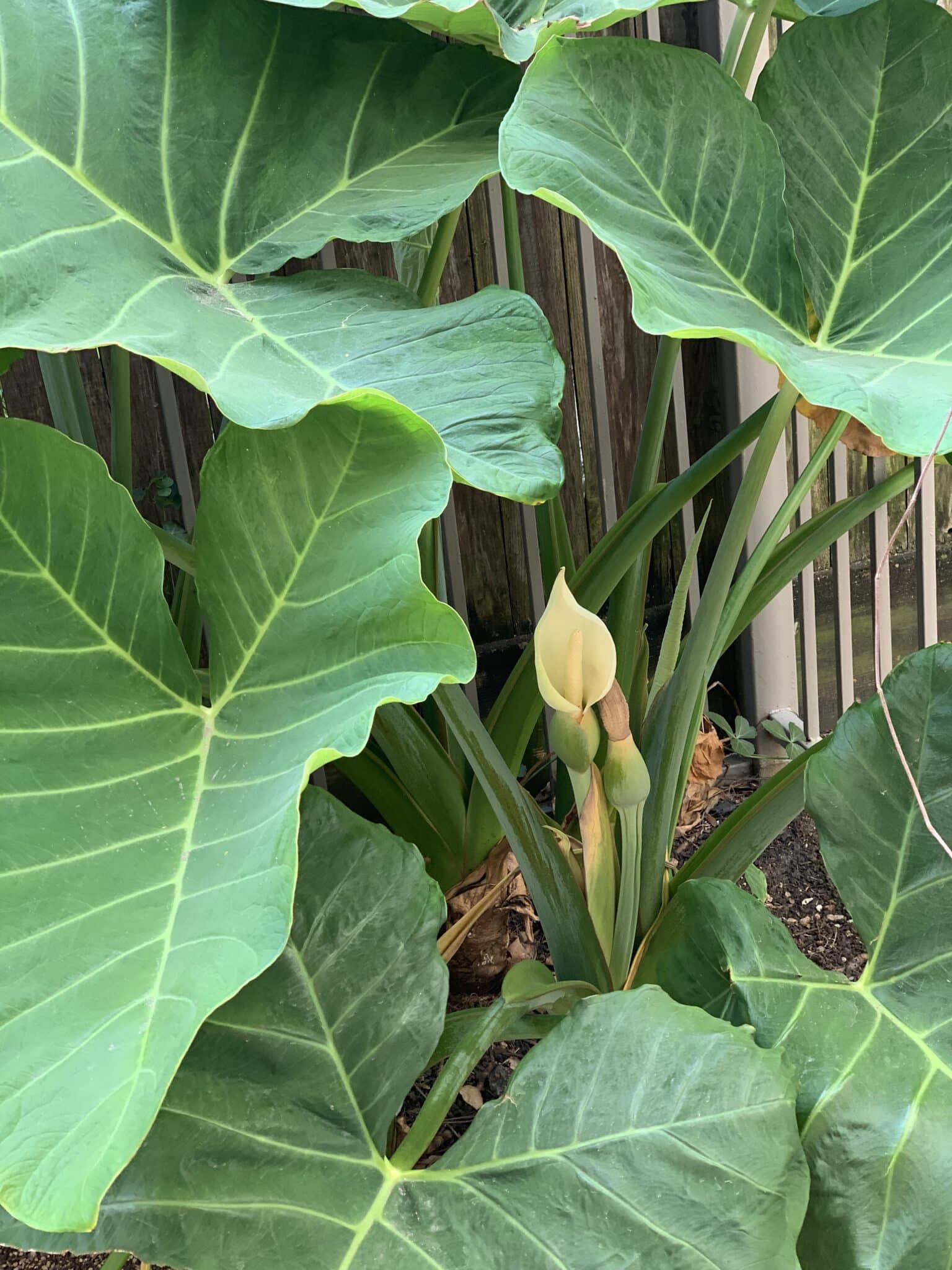 Alocasia Flowers Everything You Need to Know Plants Craze