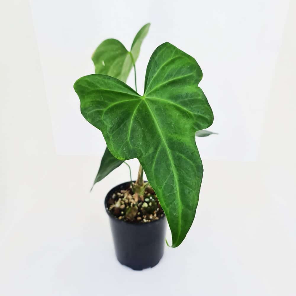 Anthurium Macrolobium in a pot