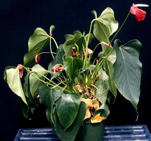 anthurium artificial light