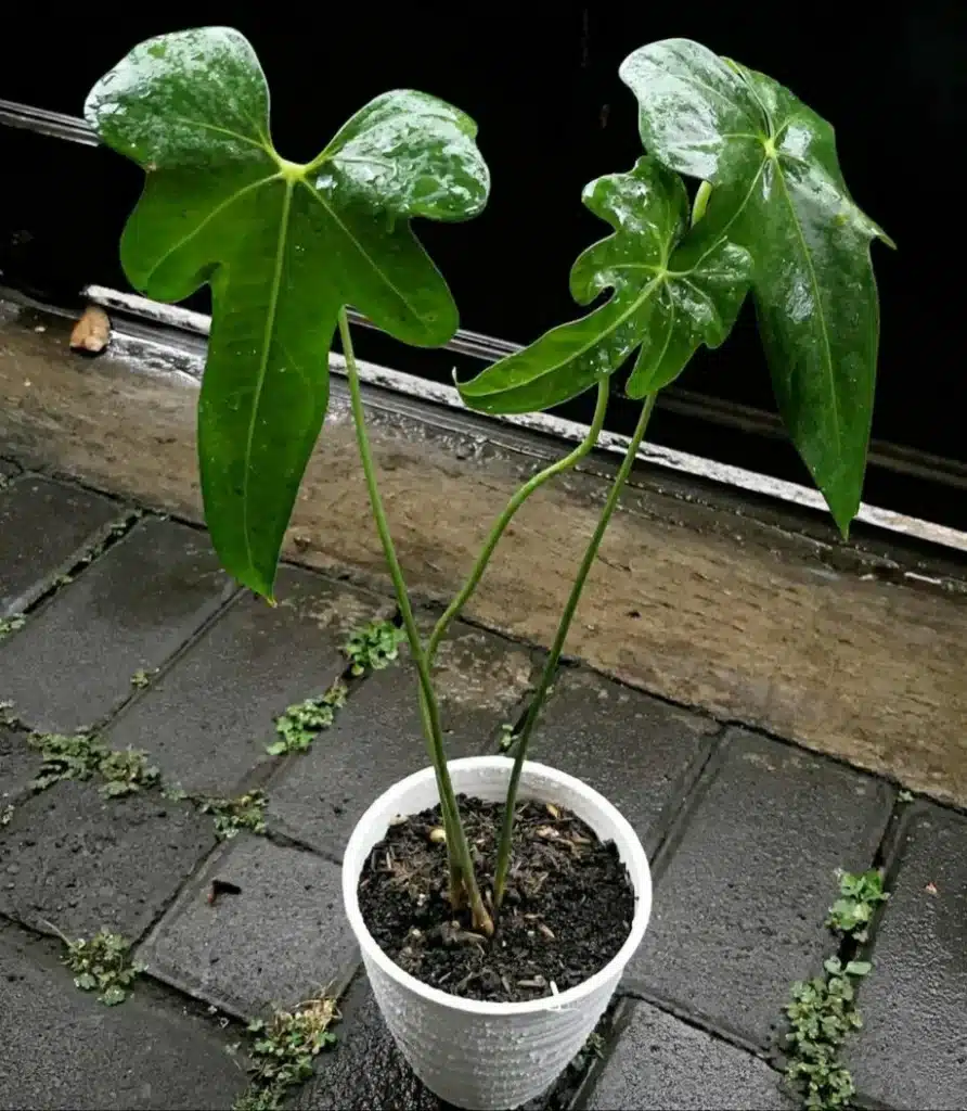 Beautiful gfoliage of Anthurium Macrolobium