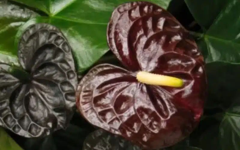 Anthurium Black Beauty