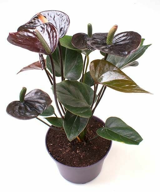 Anthurium Black beauty in a pot