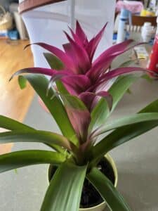 Pink Flowering Bromeliad