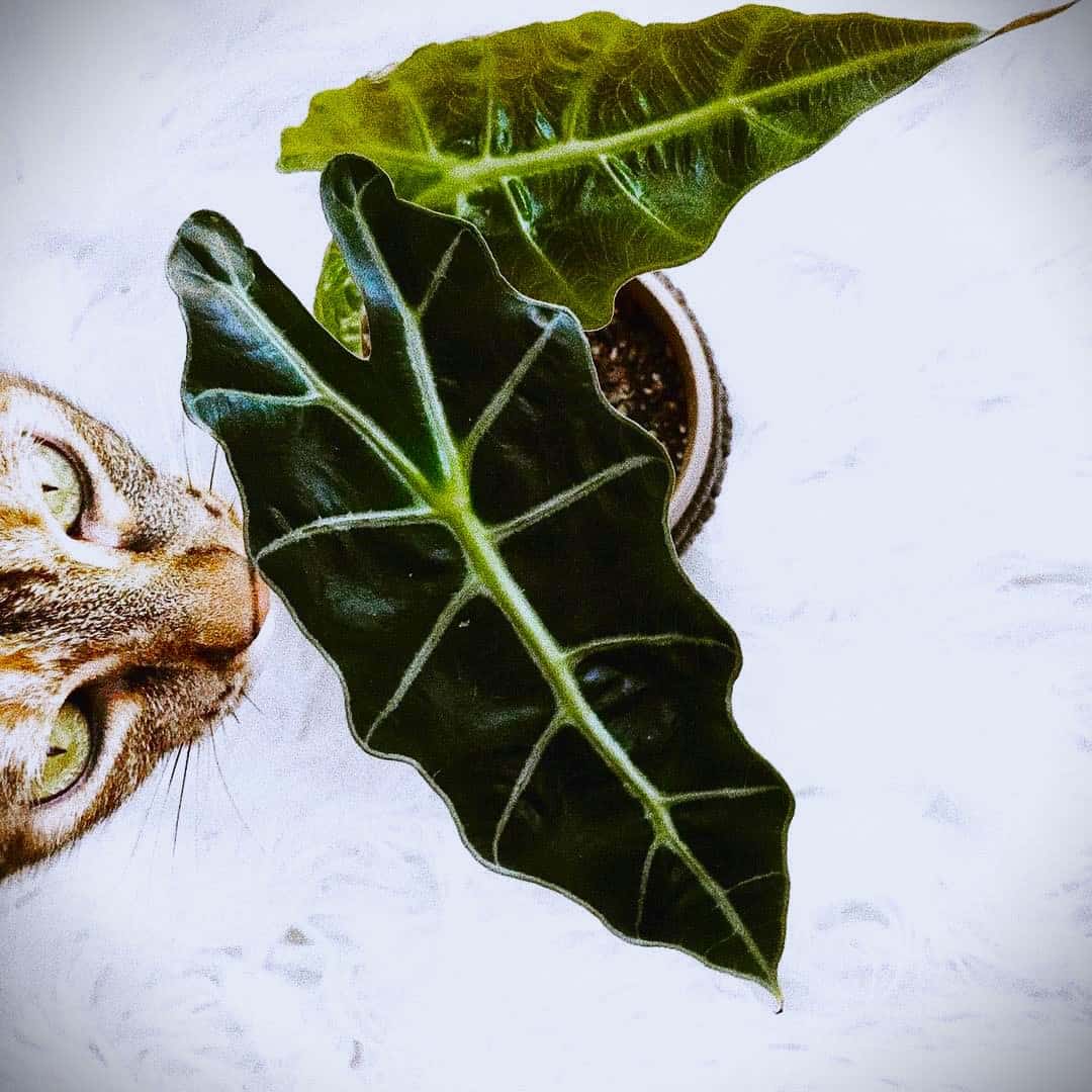 A cat is trying to chew on the leaf of Alocasia