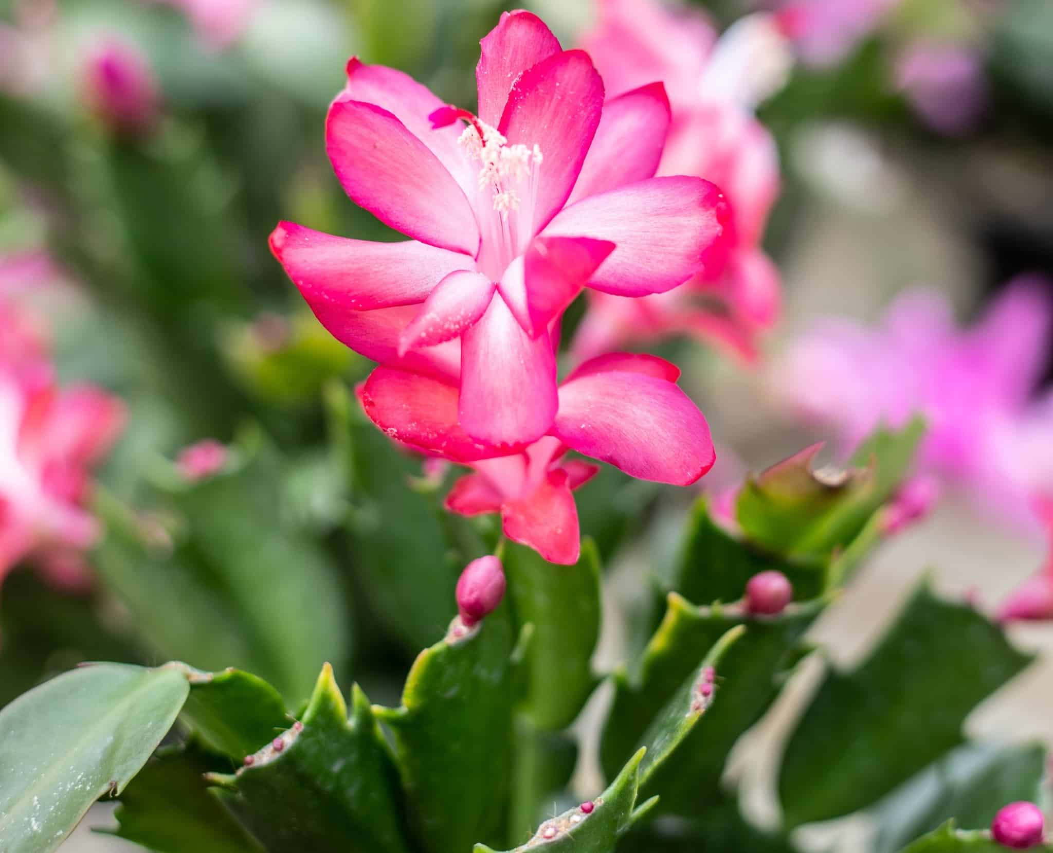 Is Christmas Cactus Toxic to Dogs? [Secrets Unraveled!]