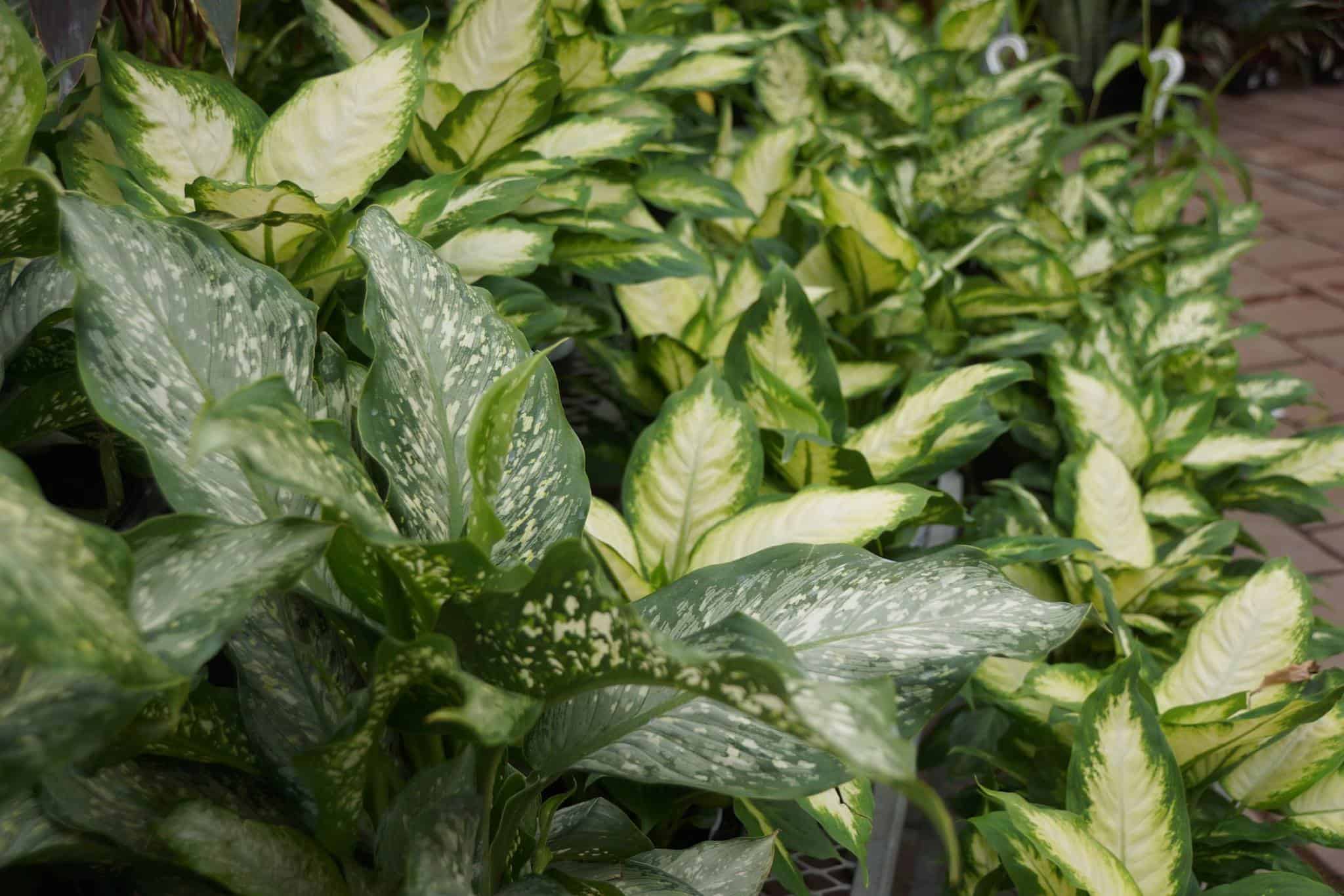 Are Dieffenbachia Plants Poisonous To Dogs at Brittany Stearns blog