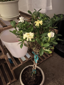 Gardenia Plant in a Pot 