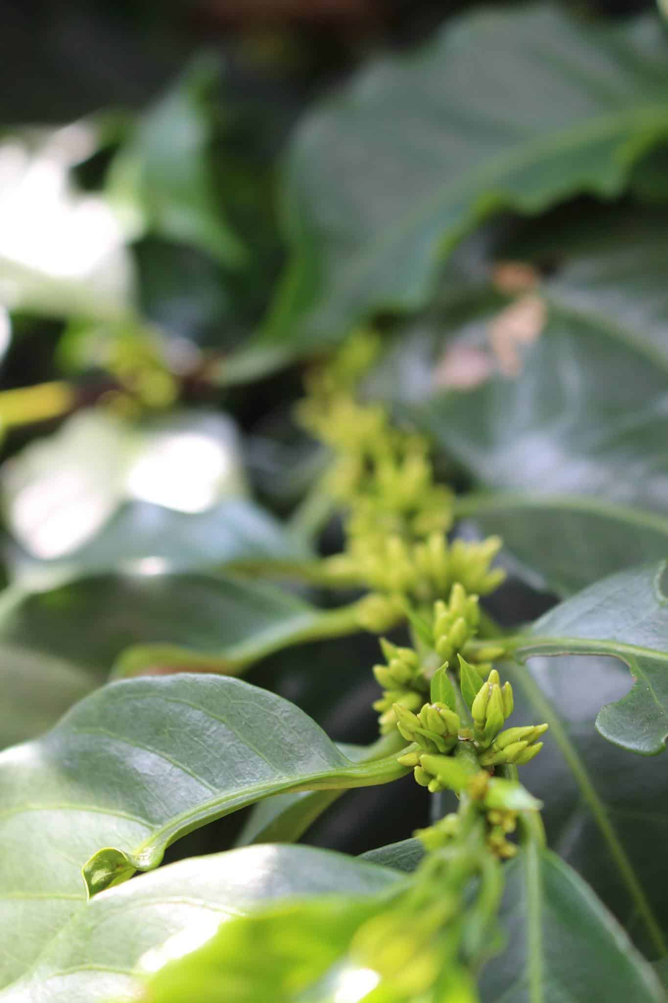 Image represents green flower buds of Coffee Plant