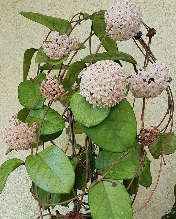 Hoya fungi plant