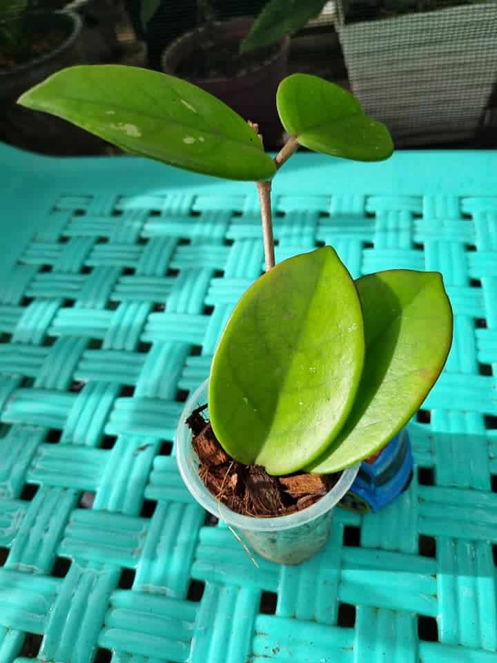 A plant is growing over a plastic cup