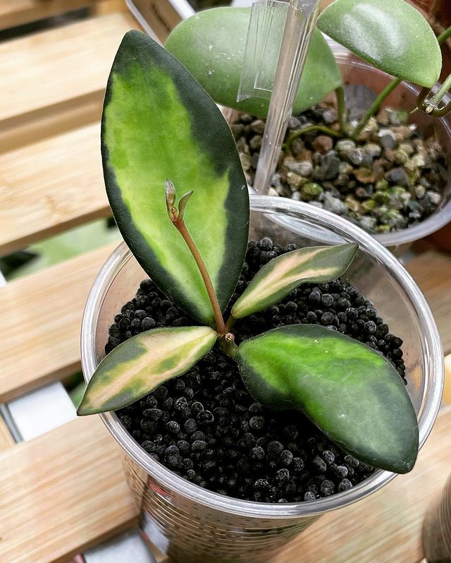 Stem cutting of Hoya plant in a plastic cup filled with potting material.