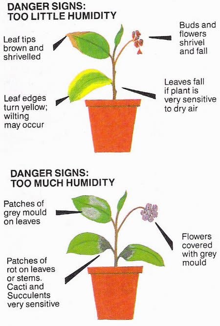 Humidity effect in plant