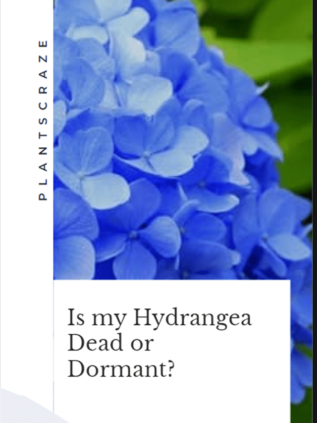 Is my Hydrangea Dead or Dormant?