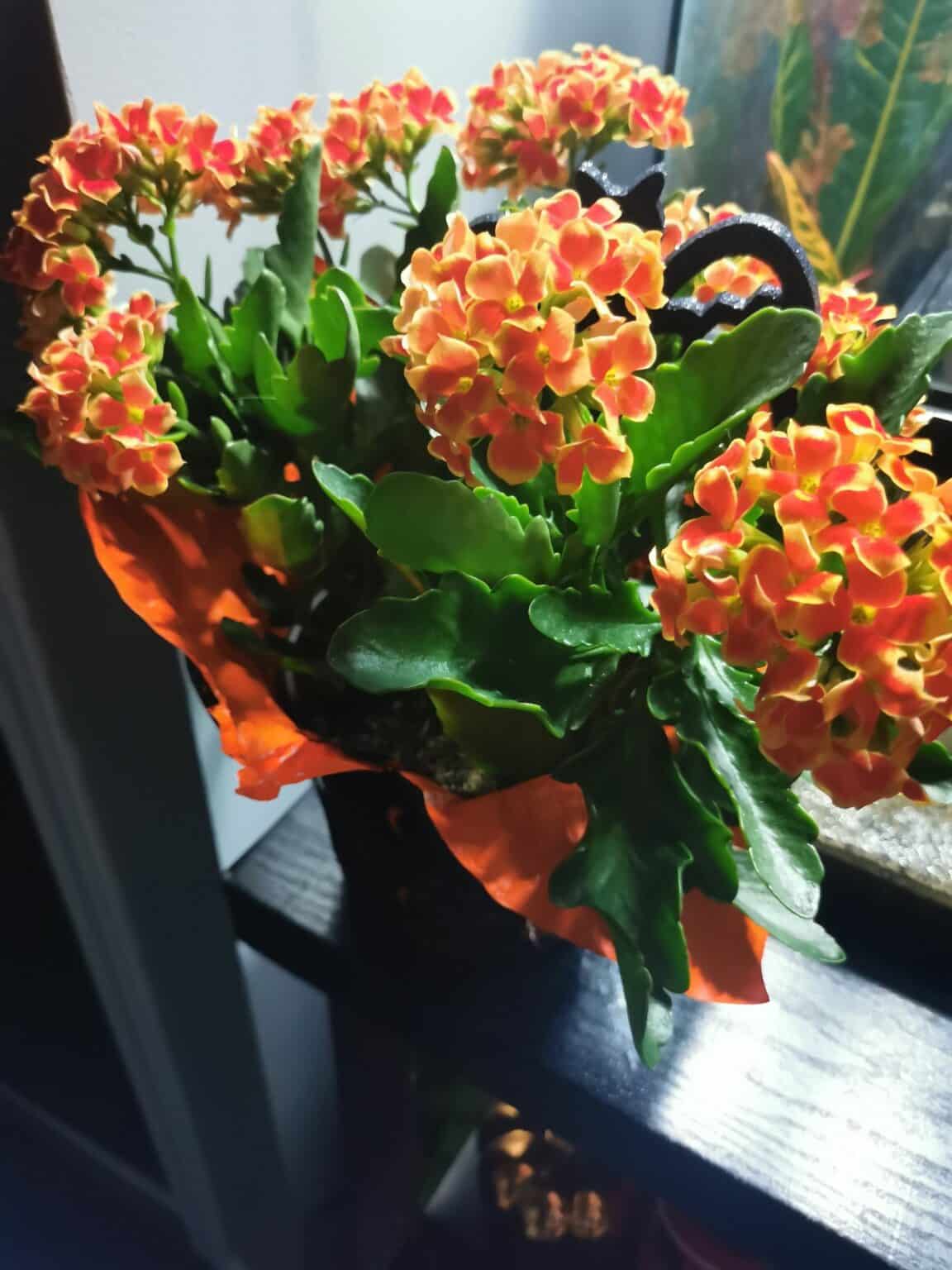 Is Kalanchoe Toxic to Cats? [5+ Symptoms and Treatments]