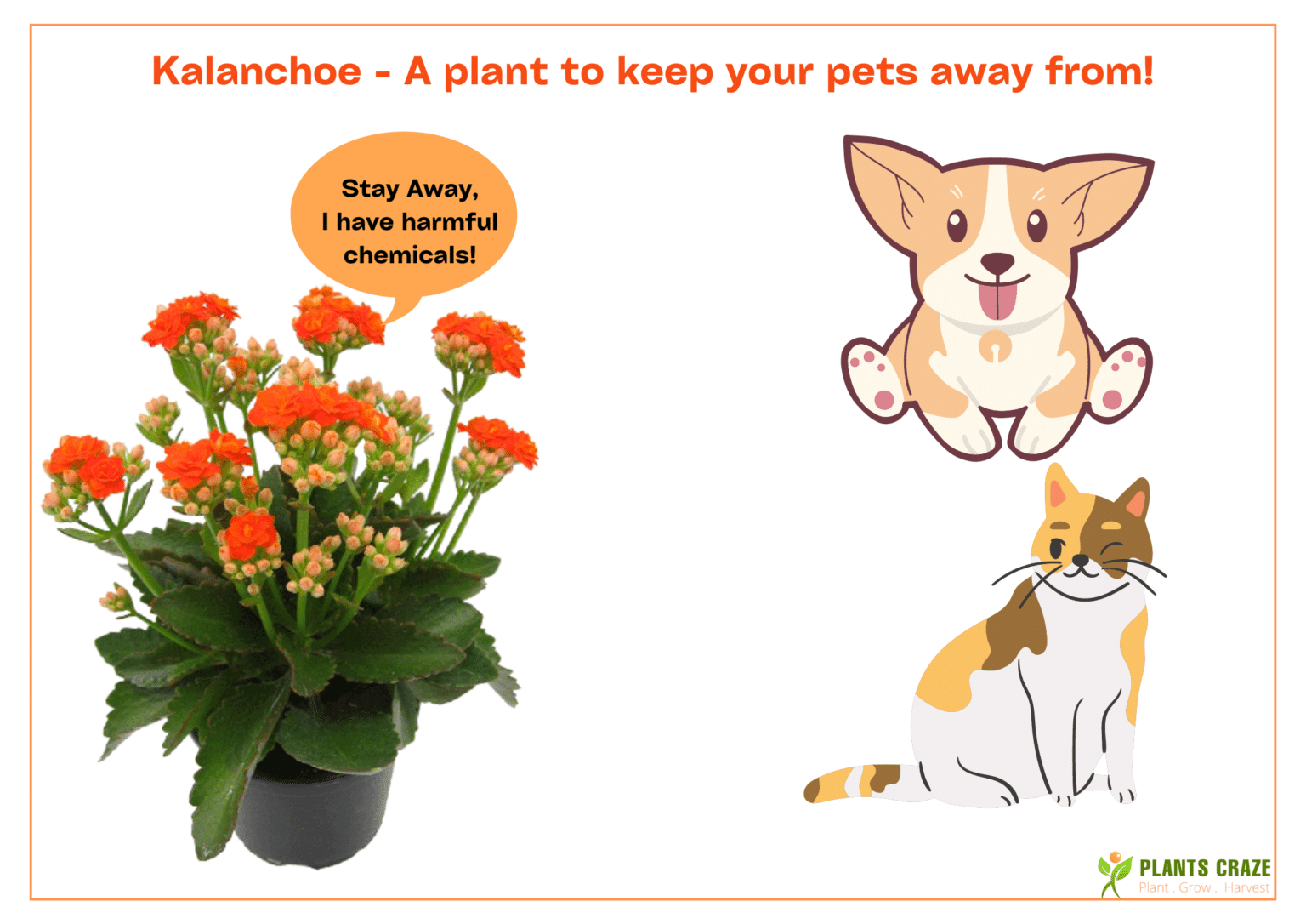 Kalanchoe Benefits [11 Of The BEST Ones You Have Not Heard!]