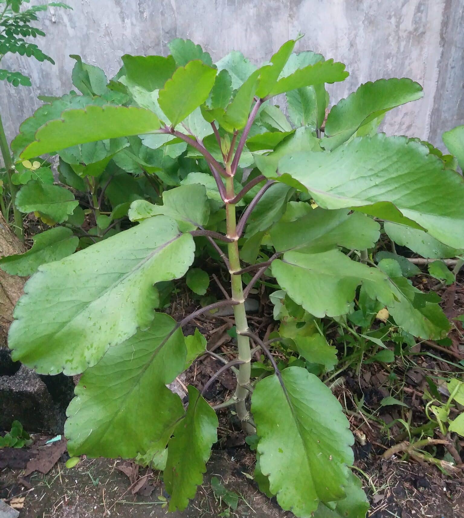 Image represents Kalanchoe plant