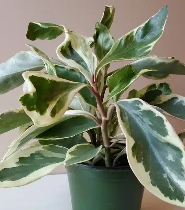 Stunning variegated foliages of Peperomia.