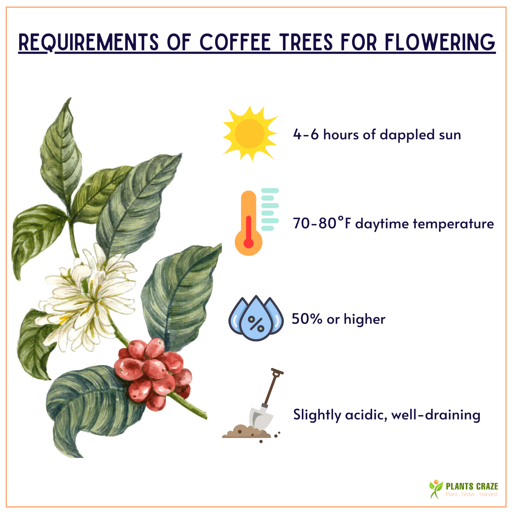 Image illustrates the basic requirements for Coffee Plant to Flower