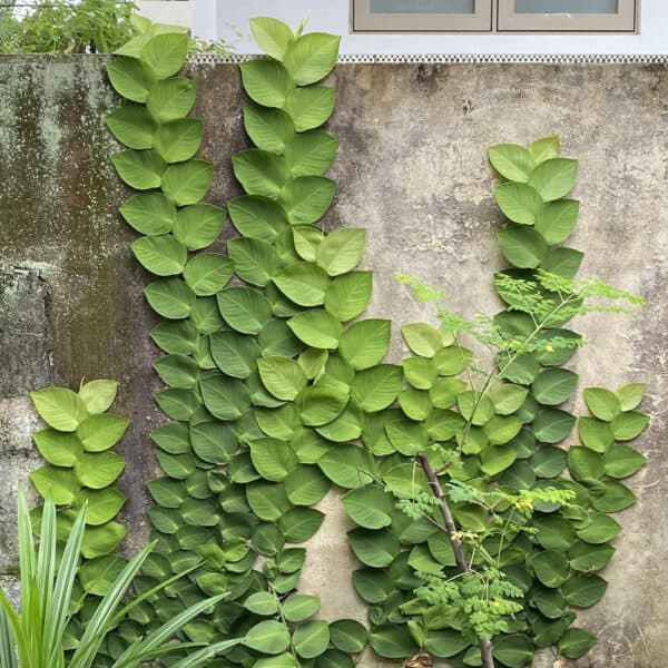 Rhaphidophora in a wall