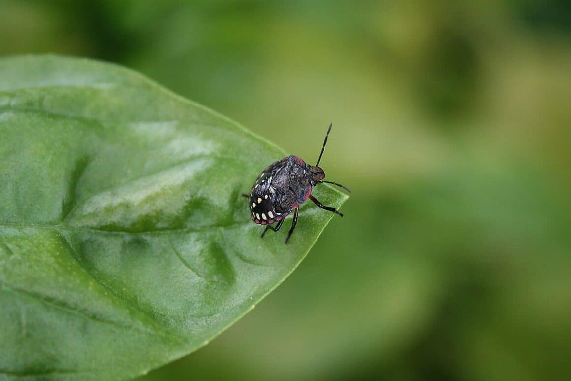 11 Benefits of Sweet Basil You can Leverage Easily