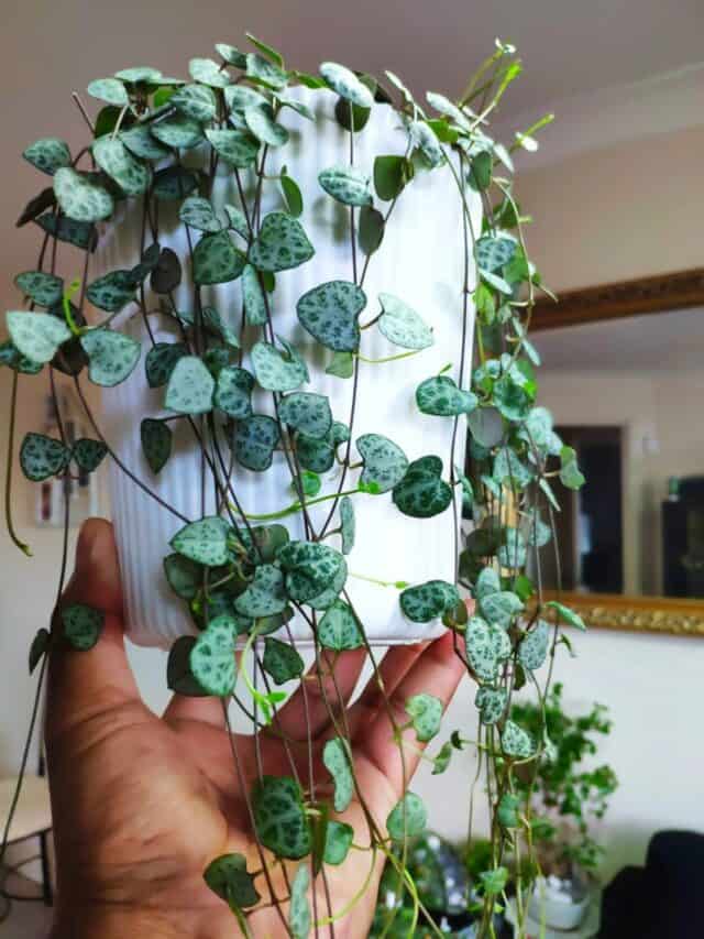 How to Propagate String of Hearts? - Plants Craze