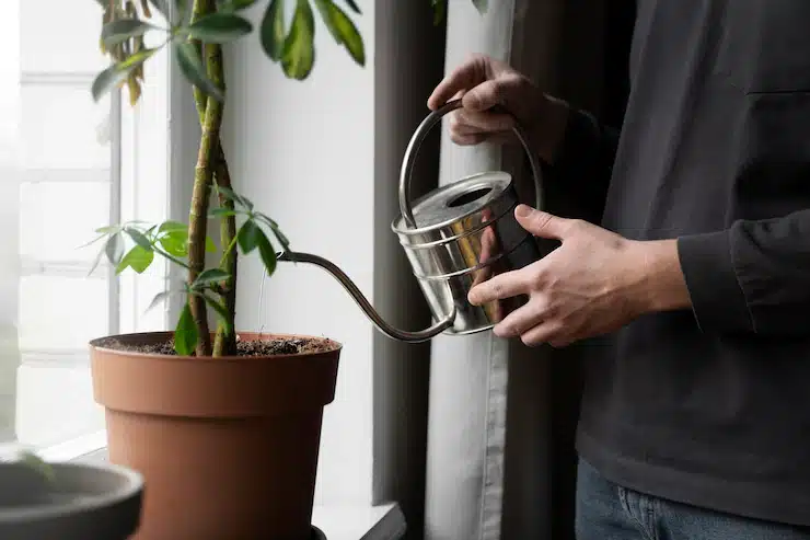 man watering indoor plant sitting near the window