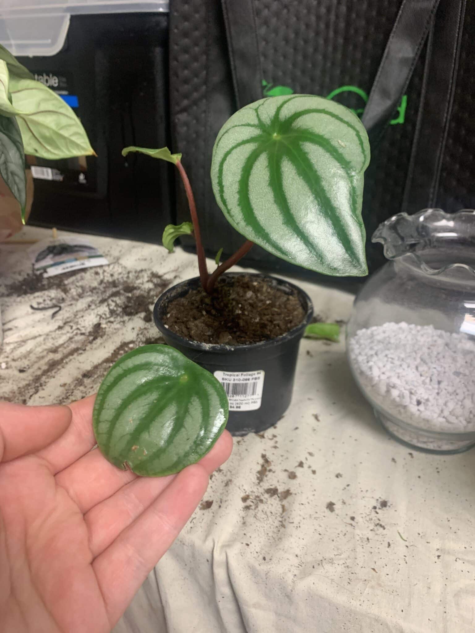 Best Soil for Watermelon Peperomia Plant Complete Guide Plants Craze