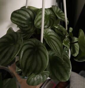 Lush Foliage of Watermelon Peperomia