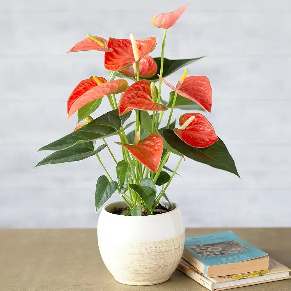 flowering anthurium