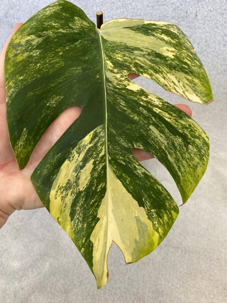 Albino Monstera Plants | Do They Exist? [ 3+ Varieties]