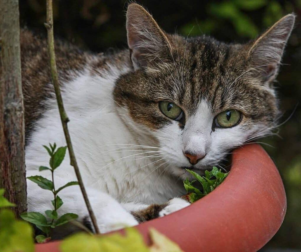 Cat in a plant's pot