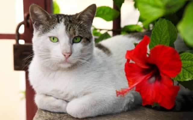 Is Hibiscus Poisonous to Cats? - Plants Craze