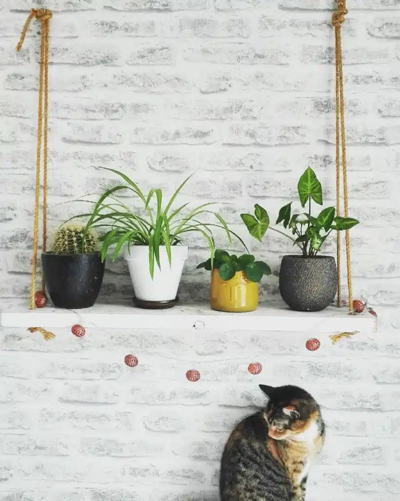 Cat With Pilea