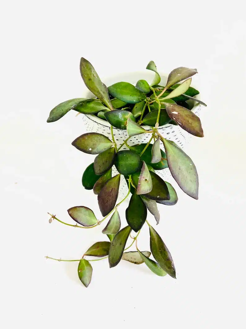 Hoya Burtoniae: Complete Grow & Care Guide - Plants Craze